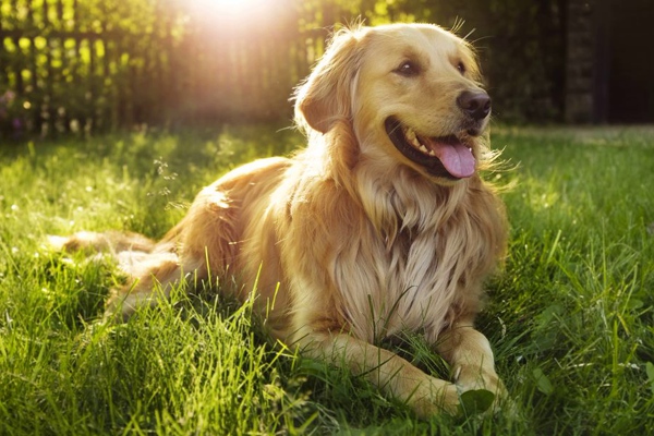 1 იანვრიდან ძაღლისთვის კუდისა და ყურის მოჭრა აიკრძალება