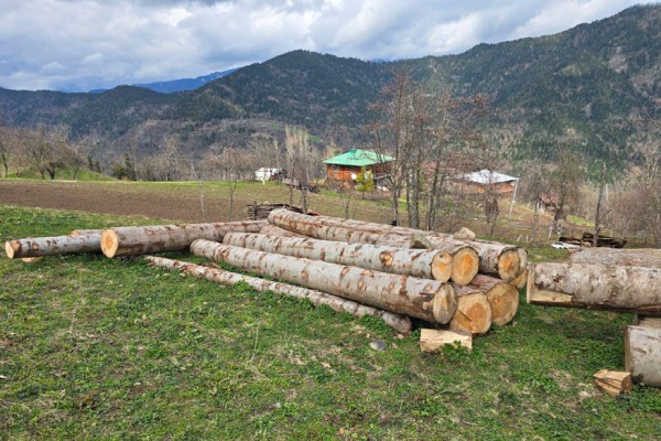 გარემოსდაცვითი ზედამხედველობის დეპარტამენტმა აჭარაში უკანონო ტყითსარგებლობის ფაქტები გამოავლინა