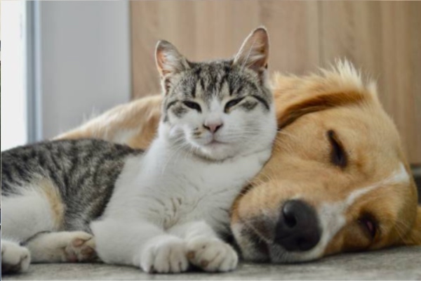 სოფელ კურსების მეწყრული ზონიდან ცხოველები გამოიყვანეს - სეს